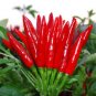300 PCS Chao Tian Blaze: Red Cluster Pepper Seeds