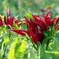 300 PCS Chao Tian Blaze: Red Cluster Pepper Seeds
