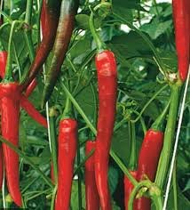 200 PCS Flame-kissed Delight: Exquisite Red Cayenne Seeds