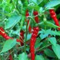 200 PCS Flame-kissed Delight: Exquisite Red Cayenne Seeds