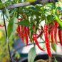 200 PCS Flame-kissed Delight: Exquisite Red Cayenne Seeds