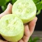 10 PCS Tiny Elegance Fruits: Miniature Butter Thumb Cucumber Seeds