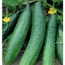 40 PCS Crisp White Cucumber with Spiky Vines Seeds