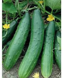 40 PCS Crisp White Cucumber with Spiky Vines Seeds
