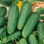 40 PCS Crisp White Cucumber with Spiky Vines Seeds