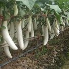 300 PCS White Long Eggplant Seeds: Pure White Skin and Flesh 300 PCS White Long Eggplant Seeds: Pure White Skin and Flesh