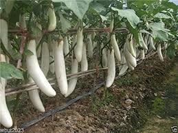 300 PCS White Long Eggplant Seeds: Pure White Skin and Flesh