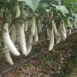300 PCS White Long Eggplant Seeds: Pure White Skin and Flesh