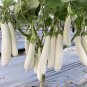 300 PCS White Long Eggplant Seeds: Pure White Skin and Flesh