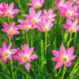 8 PCS Zephyranthes carinata White Red Yellow Pink Rain Lily Perennial Garden Flower Seeds
