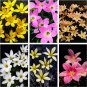 8 PCS Zephyranthes carinata White Red Yellow Pink Rain Lily Perennial Garden Flower Seeds