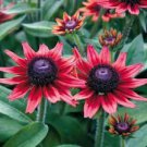 200 PCS Cherry Dark Red Black Eyed Coneflowers Echinacea Seeds 200 PCS Cherry Dark Red Black Eyed Coneflowers Echinacea Seeds