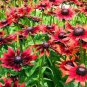 200 PCS Cherry Dark Red Black Eyed Coneflowers Echinacea Seeds