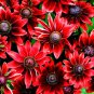 200 PCS Cherry Dark Red Black Eyed Coneflowers Echinacea Seeds