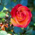 50 PCS Red Yellow Rose Shrub Seeds