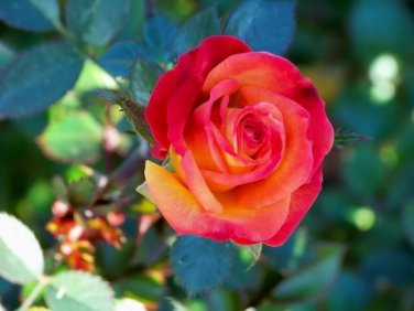 50 PCS Red Yellow Rose Shrub Seeds