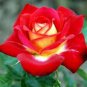 50 PCS Red Yellow Rose Shrub Seeds