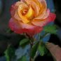 50 PCS Red Yellow Rose Shrub Seeds