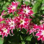 50 PCS Phlox Flower Seeds Garden Courtyard Bonsai Potted DIY Plants Flower Seeds