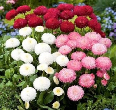 150 PCS Bellis perennis Flowers Seeds