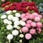 150 PCS Bellis perennis Flowers Seeds