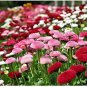 150 PCS Bellis perennis Flowers Seeds