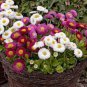 150 PCS Bellis perennis Flowers Seeds