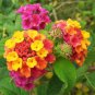100 pcs Lantana camara flower seeds
