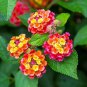 100 pcs Lantana camara flower seeds