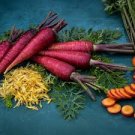 500 PCS Purple Dragon Carrot Absolutely Unique Bird's Nest Carota Seed