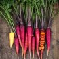 500 PCS Purple Dragon Carrot Absolutely Unique Bird's Nest Carota Seed