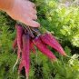 500 PCS Purple Dragon Carrot Absolutely Unique Bird's Nest Carota Seed