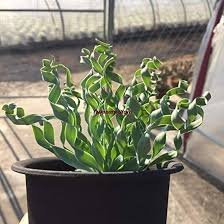200 Pcs Spring Grass Plant Succulents Plant Grass DIY Seed