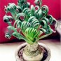 200 Pcs Spring Grass Plant Succulents Plant Grass DIY Seed