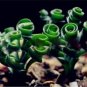 200 Pcs Spring Grass Plant Succulents Plant Grass DIY Seed
