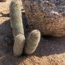 10 PCS Sexy Cactus Seeds Indoor Outdoor Planting available