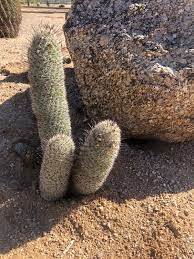 10 PCS Sexy Cactus Seeds Indoor Outdoor Planting available
