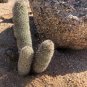 10 PCS Sexy Cactus Seeds Indoor Outdoor Planting available