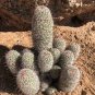 10 PCS Sexy Cactus Seeds Indoor Outdoor Planting available