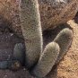 10 PCS Sexy Cactus Seeds Indoor Outdoor Planting available