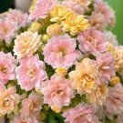 100 PCS Pink Longevity Flower Seeds