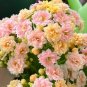 100 PCS Pink Longevity Flower Seeds