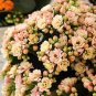 100 PCS Pink Longevity Flower Seeds