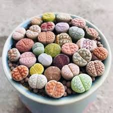 20 PCS Mix Lithops Aucampiae Amazing Succulent Plant Seeds