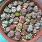 20 PCS Mix Lithops Aucampiae Amazing Succulent Plant Seeds