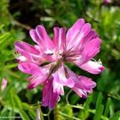 100 PCS Chinese Milk Vetch Seeds