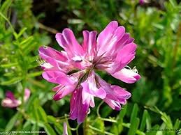 100 PCS Chinese Milk Vetch Seeds