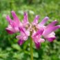 100 PCS Chinese Milk Vetch Seeds
