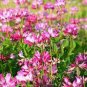 100 PCS Chinese Milk Vetch Seeds