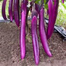 100 PCS Purple Pleasure: Hangzhou Eggplant Seeds